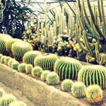 Cactus Nursery