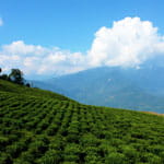 Temi Tea Garden