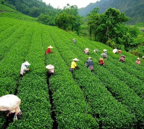 Adventurous Darjeeling Tour